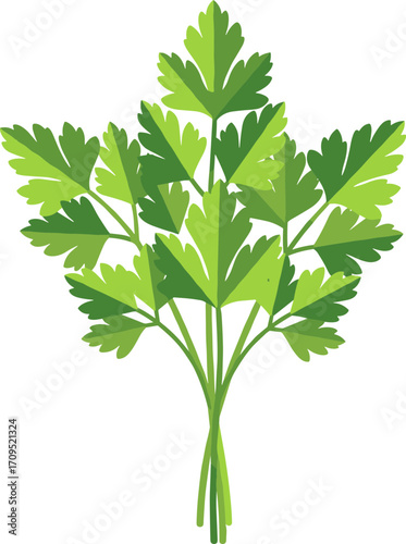 Simple Flat Illustration of Fresh Green Parsley Bunch Culinary Herb