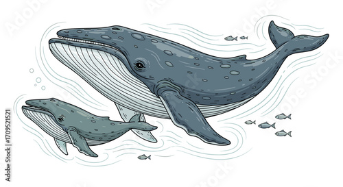 whale mother and calf swimming with fish underwater