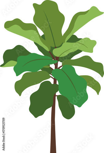 Flat Illustration Fiddle Leaf Fig Plant For Decorative Interior Element