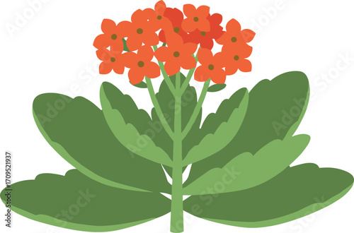 Flat Design Kalanchoe Blossfeldiana Plant with Vibrant Orange Flower and Green Leaf
