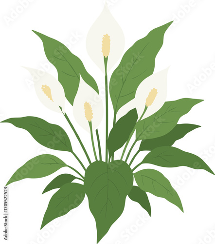 Simple Flat Illustration of Peace Lily Plant with White Flower Blossom