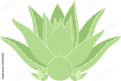 Simple Flat Design Aloe Vera Plant with Spikes on White Background