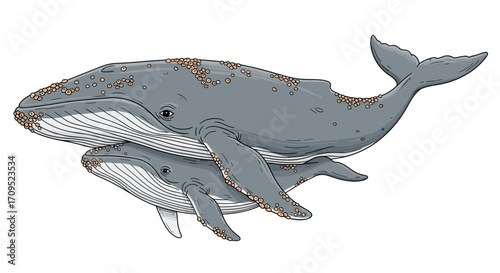 Illustration of a mother whale swimming with her calf