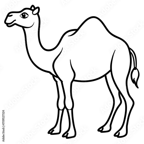 Simple line drawing of a dromedary camel with one hump standing elegantly on a white background silhouette isolated on white background