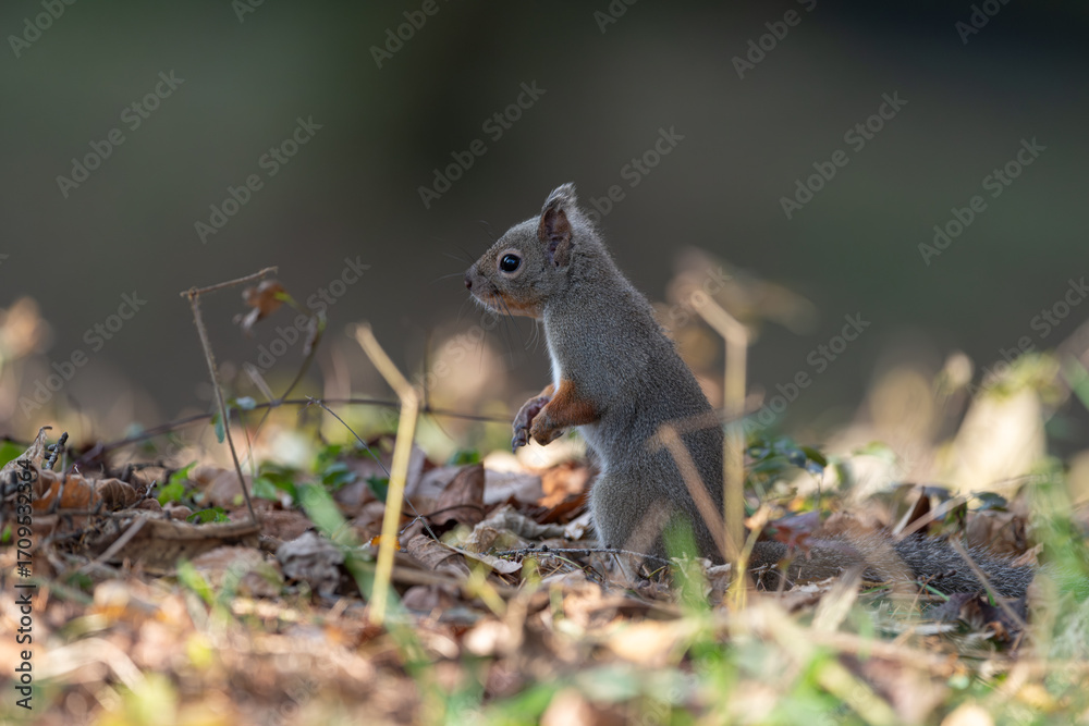 Fototapeta premium 森にすむ可愛いニホンリス