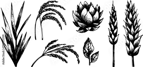 Botanical illustration of various plants including artichoke, wheat, and rice in black and white. Detailed graphic elements create an elegant vector set.