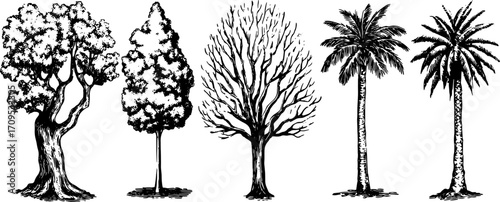 Illustration of various trees in a set, including palm and deciduous types. Black and white vector illustration depicting natural elements and silhouettes.