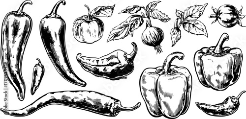Illustration of peppers: chili and bell varieties in black and white outline style. Vector graphic set showcasing fresh vegetables.