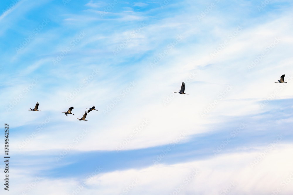 Obraz premium Flying Cranes on the sky