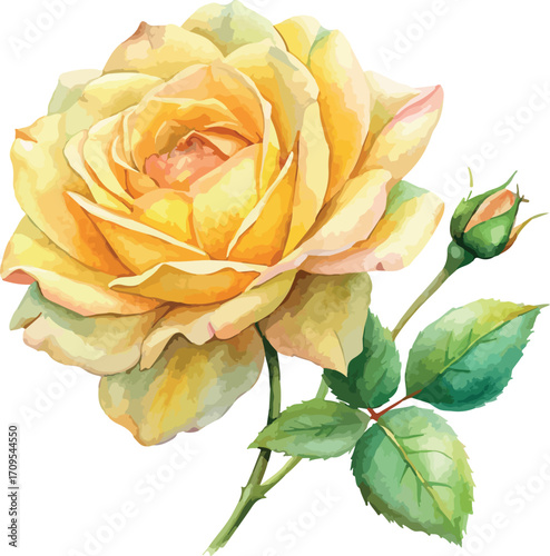 Classic Yellow Rose Watercolor Botanical Vector Illustration