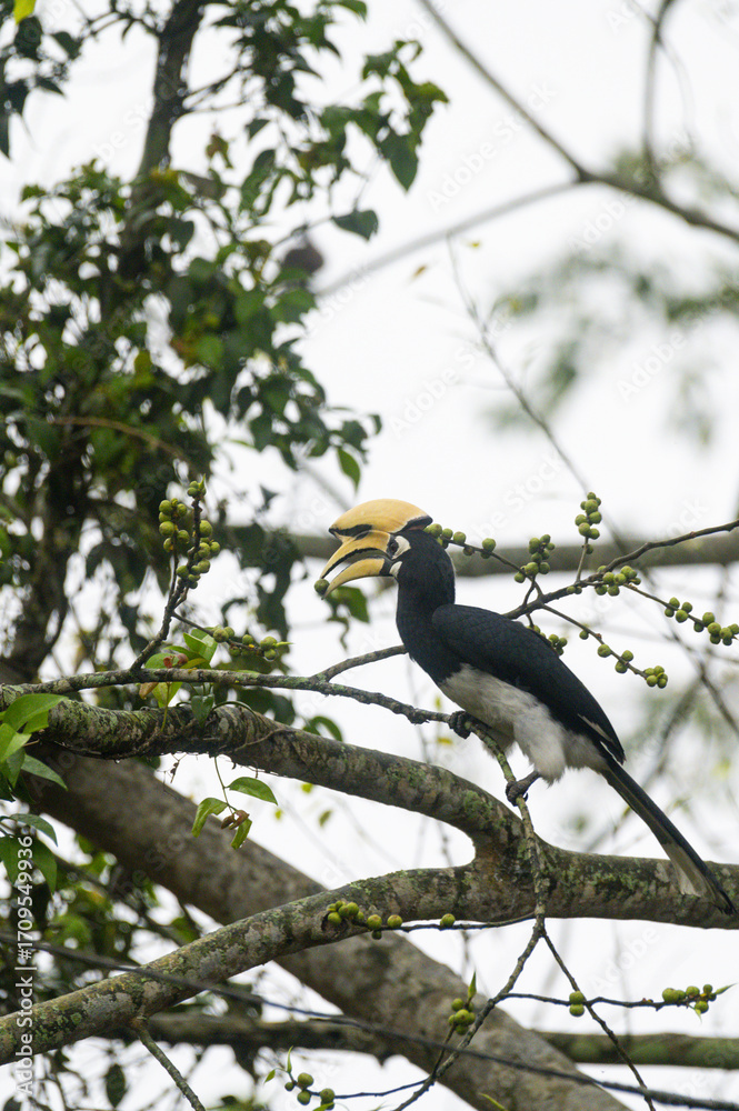 Obraz premium Oriental Pied Hornbill Feeding on Wild Fruits in Natural Habitat