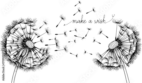 two dandelions, dandelion seeds,  black and white, make a wish