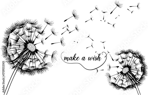 two dandelions, dandelion seeds,  black and white, make a wish