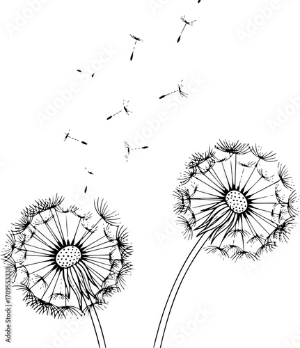 two dandelions, dandelion seeds,  black and white, make a wish