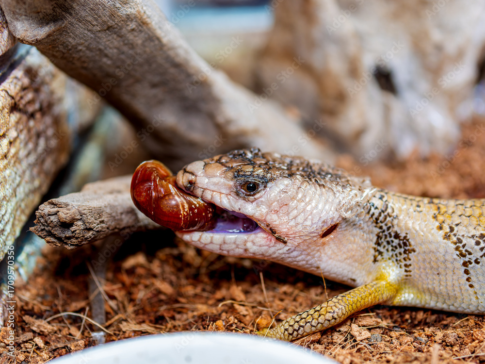 Obraz premium モモジタトカゲのアップ