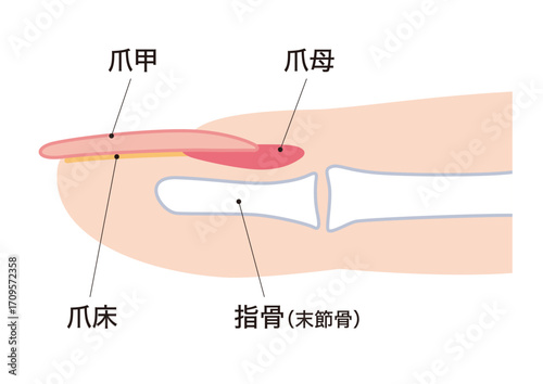 爪の断面図