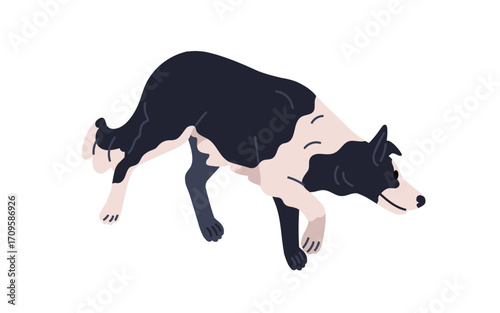 Dog, border collie breed. Herding sheepdog walking, sniffing. Shepherd puppy, canine animal guard, trained farm pet with bicolor coat, spots. Flat vector illustration isolated on white background