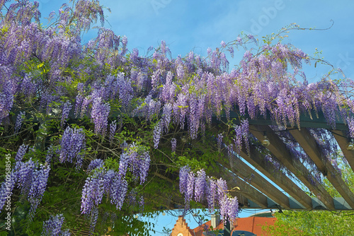 Tree of Wisteria sinensis, Chinese wisteria