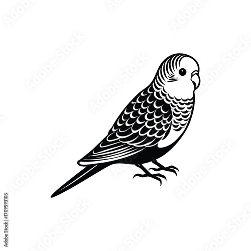Charming Budgerigar Bird Illustration