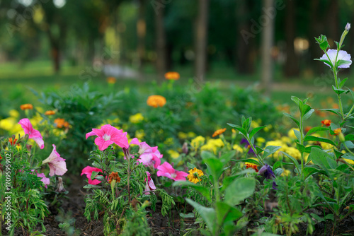 Canvas Print spring blossom flower bed April plants garden with park blurred natural backgrou