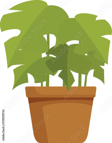 Lush monstera deliciosa plant adding a touch of tropical elegance to home or office decor