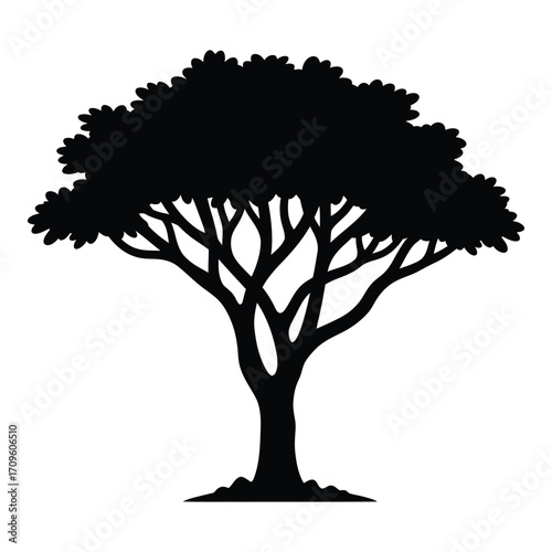 Silhouette of a large spreading acacia tree with detailed branches and foliage silhouette