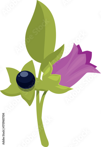 Branch of belladonna or atropa belladonna, showing flower, leaves and ripe deadly berry