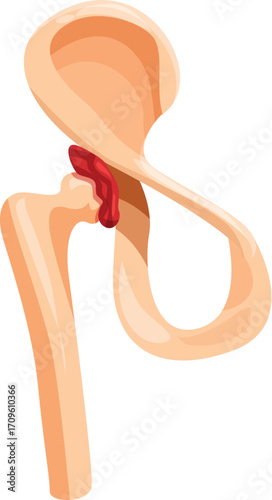 Realistic vector illustration of human hip joint anatomy, showing femur, pelvis and acetabulum bones and cartilage