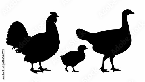 Silhouette depiction of a rooster, a chick, and a turkey standing next to each other on a white background