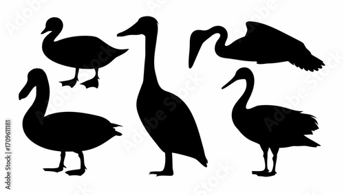 Silhouette illustration of five birds in various poses against a white background displaying avian forms