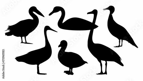 Silhouette illustration showing a group of swans and cranes standing in different poses on a white background