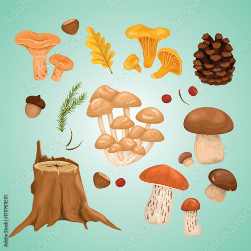 Handdrawn Cartoon Different Types of Mushroom and Forest Element Illustration Set