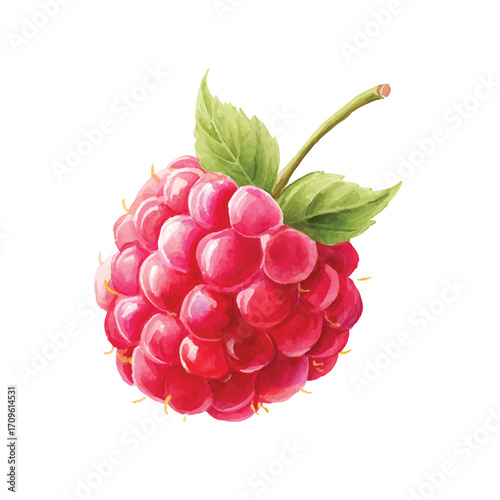 dolpunk_a_cute_Raspberry_illustration_style_watercolor_clean__38e5a90f-d6d2-481c-b343-e6376424b1f3_0