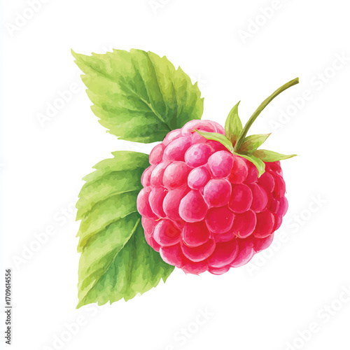 dolpunk_a_cute_Raspberry_illustration_style_watercolor_clean__1af33038-3479-4855-887e-62a40c5c49e5_0