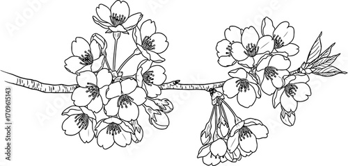 Monochrome cherry blossom branch shows flowers and budding leaves on a white background providing a delicate, simple design ideal for springtime or nature-themed decorative applications.