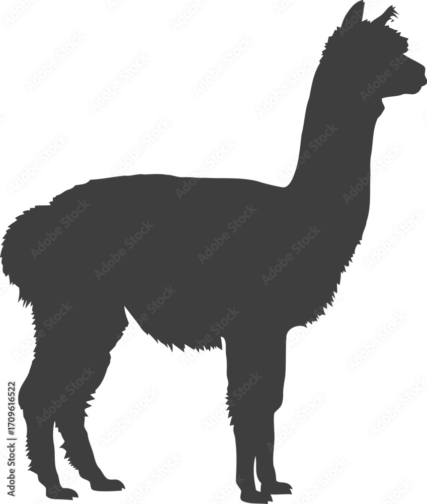 Fototapeta premium Silhouette of a graceful alpaca standing profile view isolated on vector