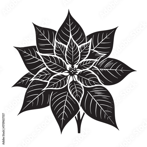 Black Poinsettia Flower Silhouette Vector Illustration design, Solid White Background