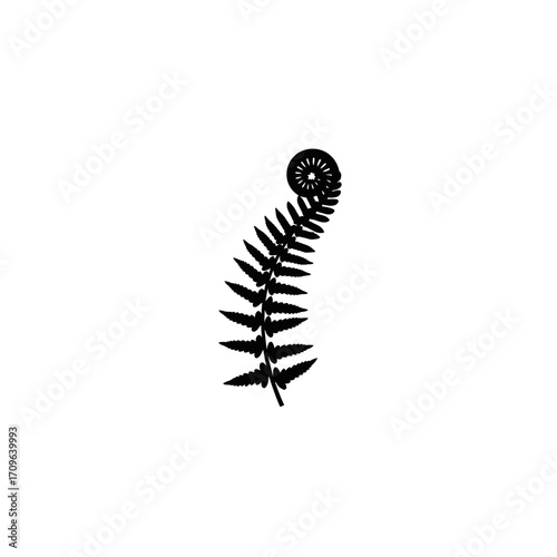 Detailed black silhouette of a unfurling fern frond isolated on for nature design