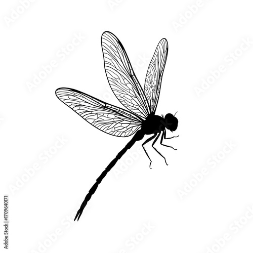 Detailed silhouette of a dragonfly with intricate wing patterns for artistic and natural themes
