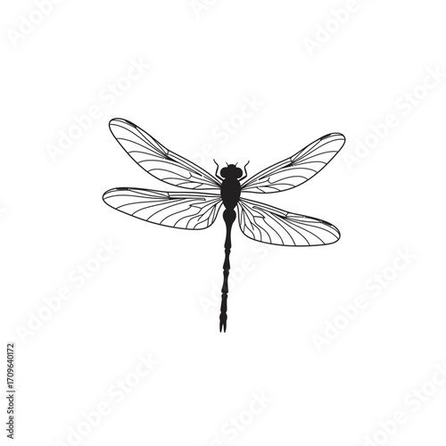 Detailed black and white dragonfly insect art detailed wings realistic creature nature study macro photography