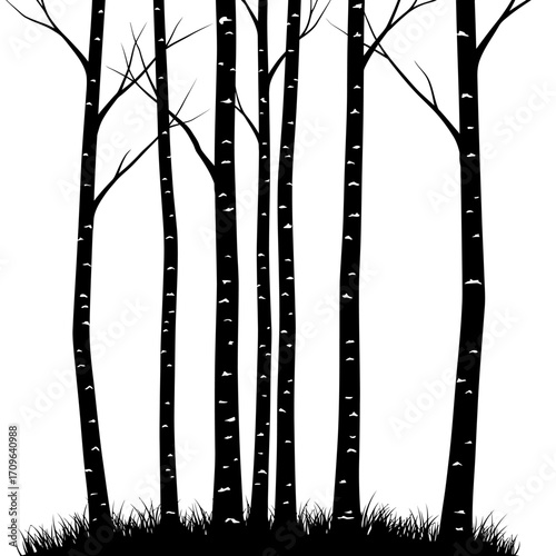 Silhouettes of birch trees with bare branches and grassy ground in a dense forest