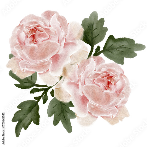 Pink rose double flowers with leaves