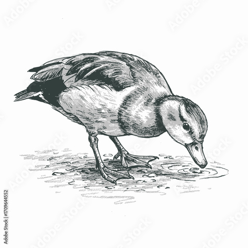 Hand-Drawn Sketch of a Duck Drinking Water from a Puddle, Detailed Bird Illustration in Black and White. African Pygmy Goose-Nettapus auritus
