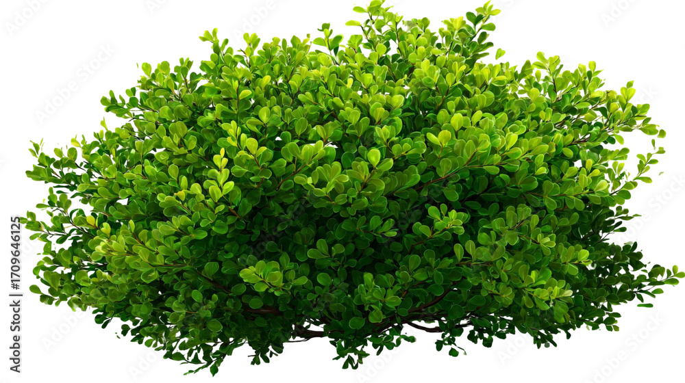 Obraz premium Lush green bush with vibrant leaves, showcasing a healthy plant thriving in a natural environment, ideal for landscaping or gardening projects