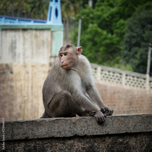 Portrait of an Indian Monkey