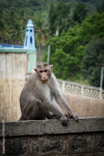 Portrait of an Indian Monkey