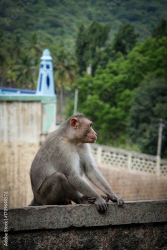 Portrait of an Indian Monkey