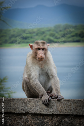 Portrait of an Indian Monkey
