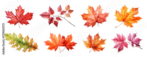 Colorful autumn leaves illustration