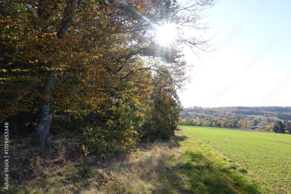 Obraz premium Waldrand mit Sonne